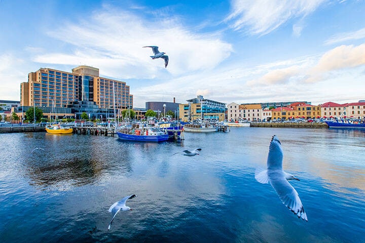 Hobart harbour showing Victoria dock at sunset with seagulls in the foreground.