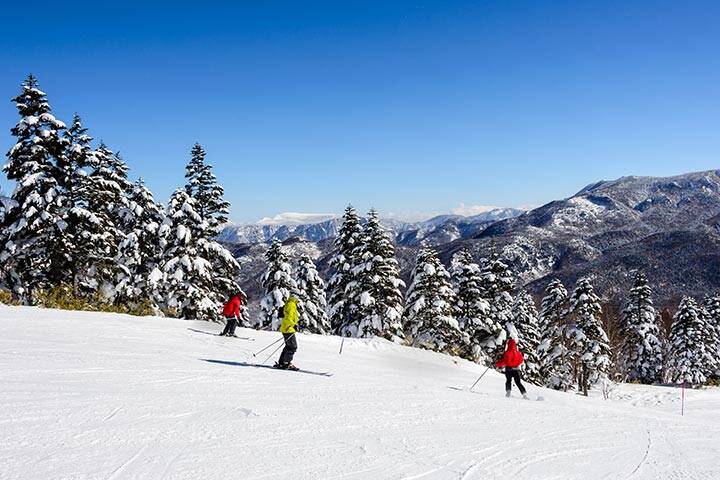 Panorama of ski resort, slope, skiers among white snow pine trees, Shiga Kogen, Japan