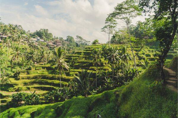 View from below of the Tegalalang rice terrace, Ubud