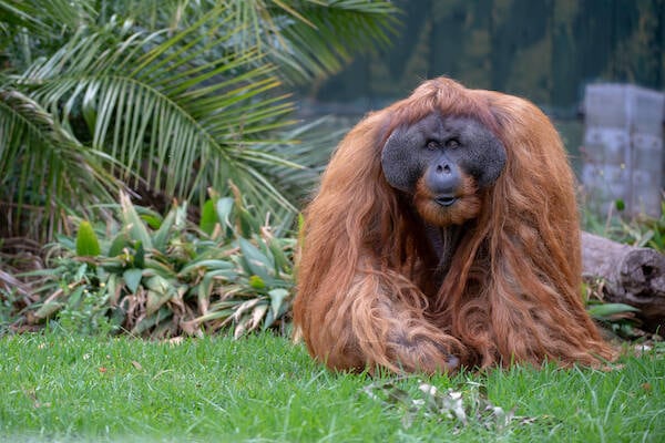 Adelaide Zoo Orangutan