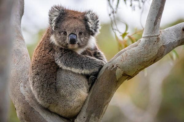 Belair National Park Koala Adelaide