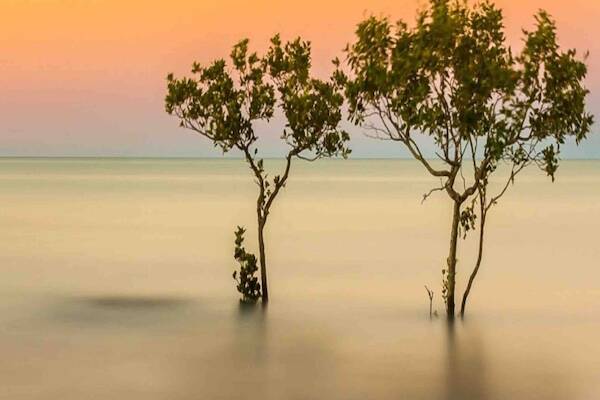 Roebuck Bay Mangroves in Broome, Western Australia