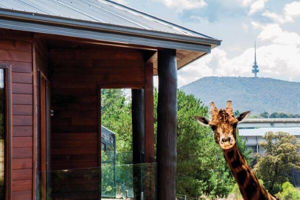 Head and neck of giraffe popping up next to accommodation building with Black Mountain in background
