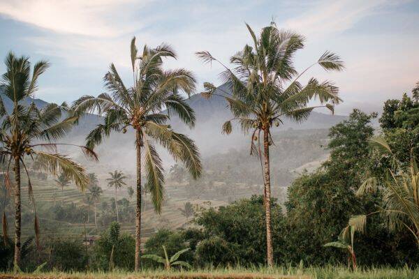 Three coconut trees surrounded by rice paddies with a mountain in the background in central Bali by Lucija Ros