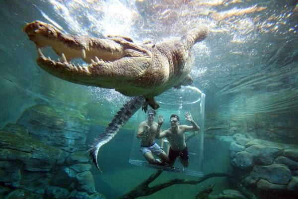croc-cage-of-death
