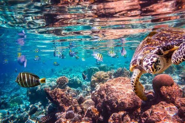 Hawksbill turtle in Rowley Shoals ocean reef, Western Australia