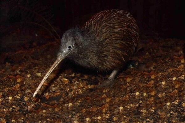 Kiwi Park, Queenstown