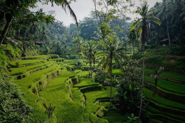 Morning view on the vibrant Tegelalang rice terraces north of Ubud by Niklas Weiss