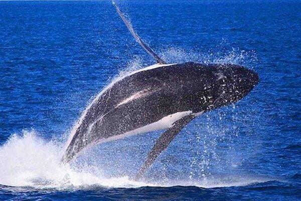 Whale diving in ocean in Broome, Western Australia