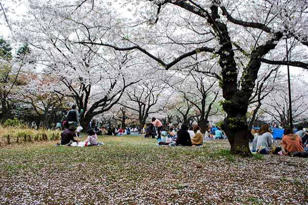 yoyogi-park