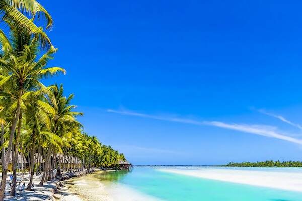 Palm fringed beach in Vanuatu