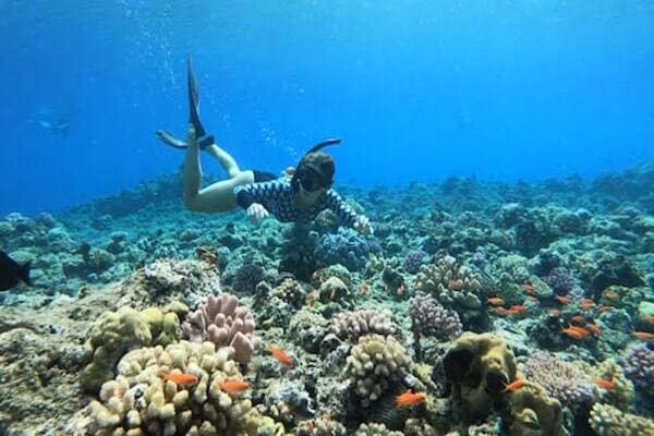 Traveller swimming over coral marine life in Vanuatu
