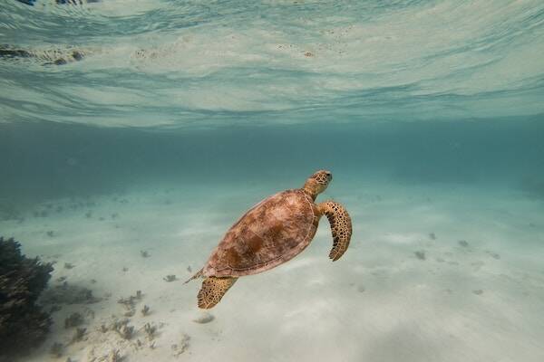 Turtle swimming in ocean at Hideaway Island, Vanuatu 