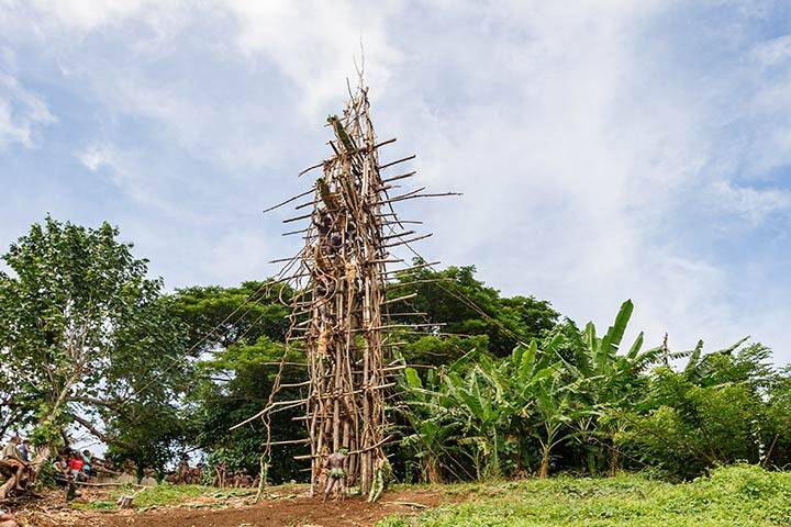 VANUATU, PENTECOST  ISLAND: land diving ceremony, called Naghol or Gol. Indigenous men jump from wooden towers 20 to 30 meters high, with tree vines wrapped around their ankles