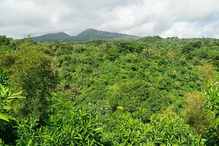 View of jungle in the middle of Tanna island, Vanuatu