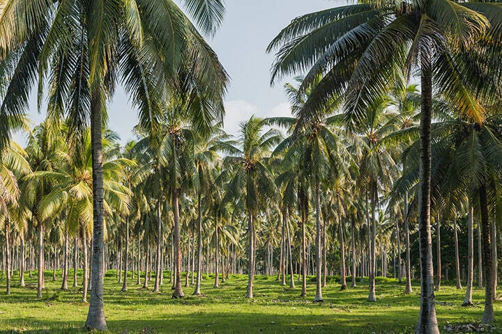 Coconut palm tree plantation - Espiritu Santo, Vanuatu
