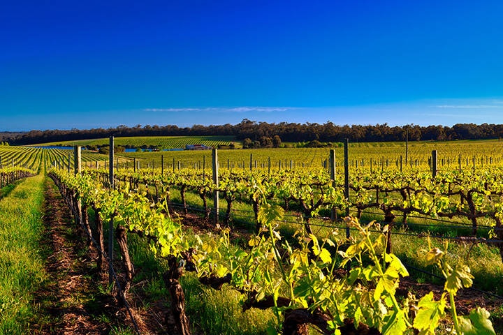 Vineyard under blue sky in Margaret River region