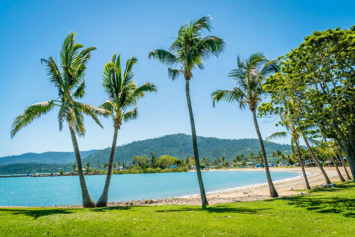 Airlie beach palm trees and coconut trees in Australia