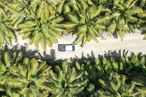 Car riding between palm trees on Cocos Keeling Islands