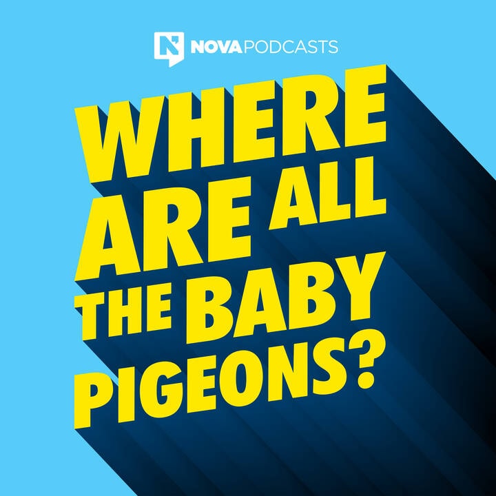 where-are-all-the-baby-pigeons