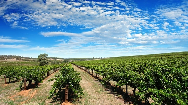 Barossa valley