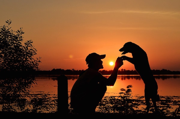 Man and dog at beach at sunset