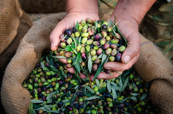 Person holding olives