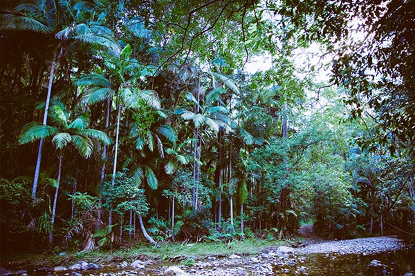 Tallebudgera creek