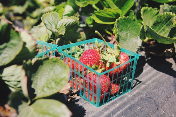 Strawberries