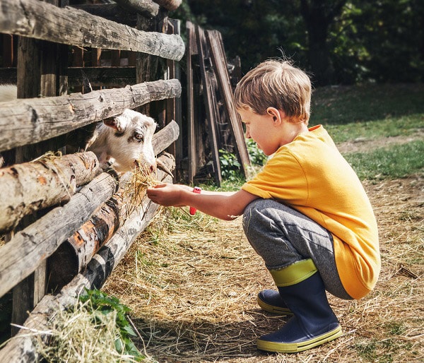 Child feeding goat