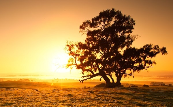 Clare valley