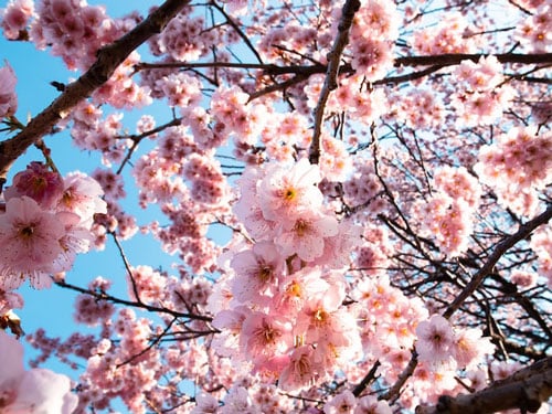 Cherry blossoms with a blue sky backdrop in Tokyo - https://unsplash.com/photos/9qqxcajbfMM - Photo by <a href="https://unsplash.com/@kt2080?utm_source=unsplash&utm_medium=referral&utm_content=creditCopyText">katsuma tanaka</a> on <a href="https://unsplash.com/photos/9qqxcajbfMM?utm_source=unsplash&utm_medium=referral&utm_content=creditCopyText">Unsplash</a>   