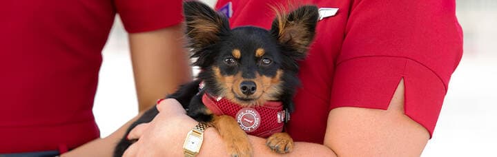 Virgin Australia cabin crew holding small dog.