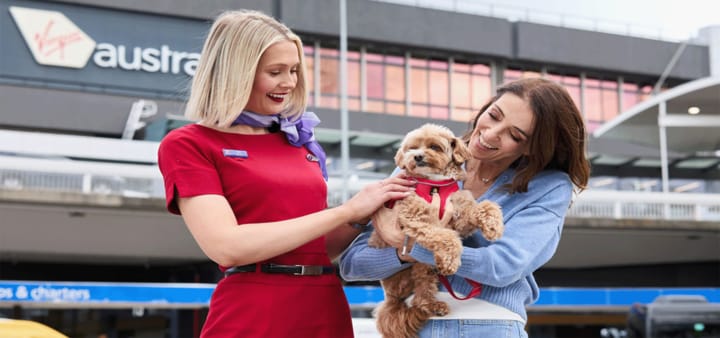 Fetch your boarding pass: Virgin Australia pets in cabin service on sale now