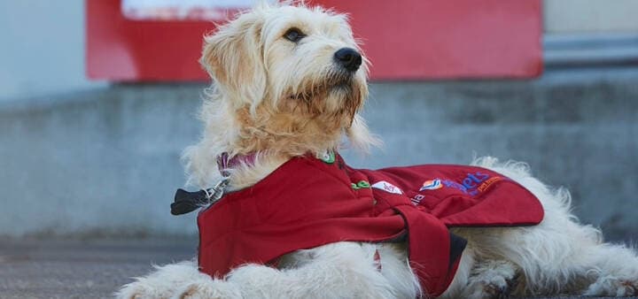 Virgin Australia pet transport service