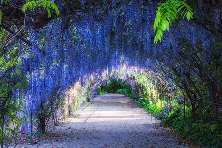 Wisteria Lane in Adelaide Botanic Garden
