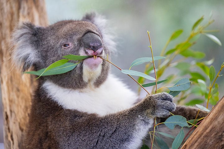 Cleland Wildlife Park
