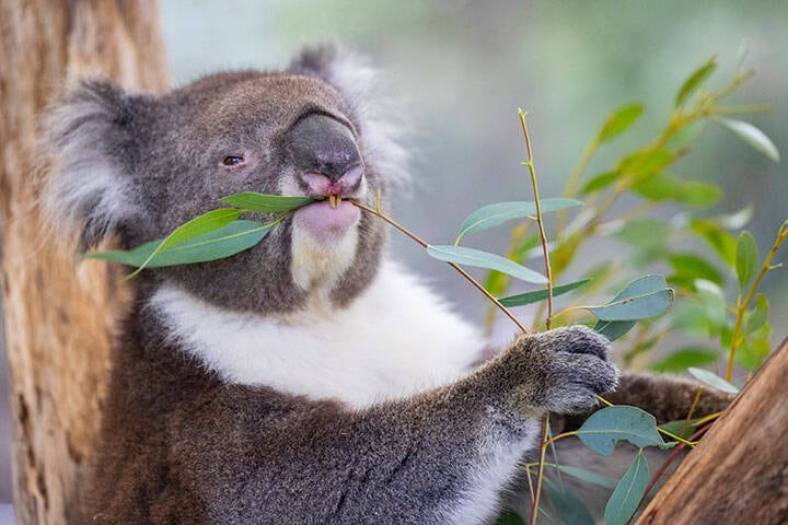 Koala sitting in a tree at the Cleland Conservation Park near Adelaide in South Australia  