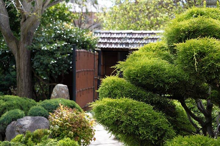Greenery at Adelaide's Himeji Garden
