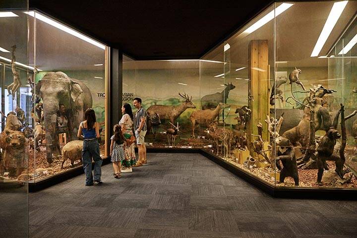 Family looking at an exhibition at the South Australian Museum
