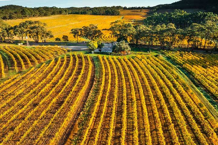 Aerial view of vineyards and Skillogalee Estate Cellar Door in Sevenhill in Clare Valley