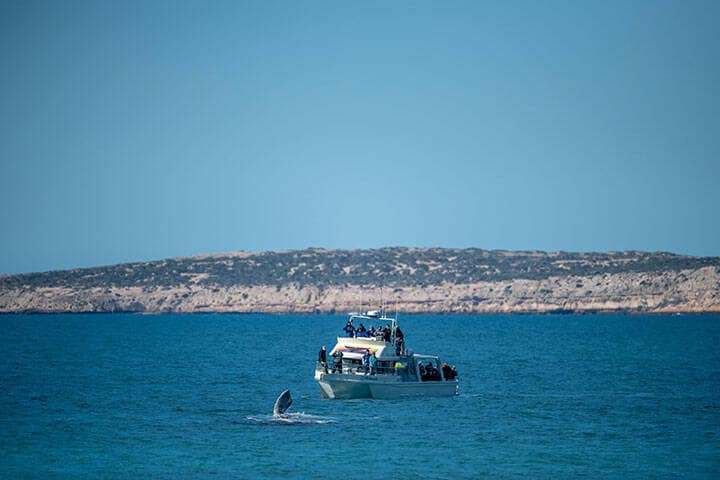 Tourists going whale watching in Fowlers Bay in the Eyre Peninsula