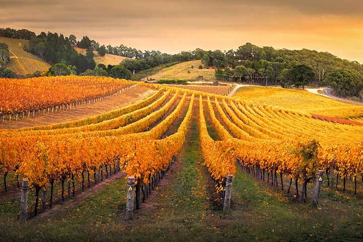 Autumn Vineyard in Adelaide 