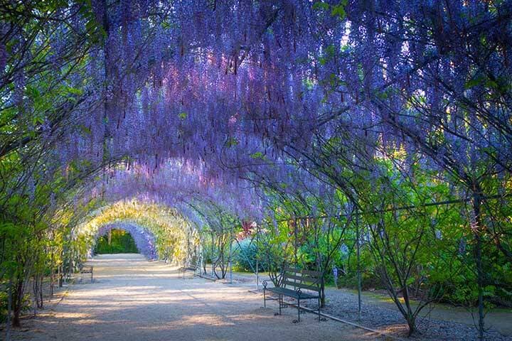 Wisteria Lane in the Adelaide Botanic Gardens, South Australia.  
