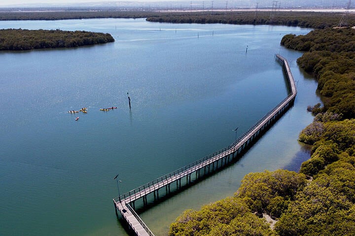 Elevated view of boardwalk over calm waters at Dolphin Sanctuary surrounded by mangroves and kayakers  
