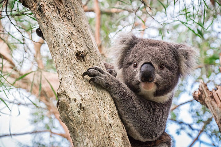 Wild koala sitting on a tree at Gorge Wildlife Park 
