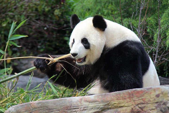 Panda eating bamboo at Adelaide Zoo