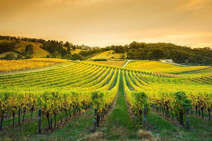 Adelaide Hills Vineyard 
