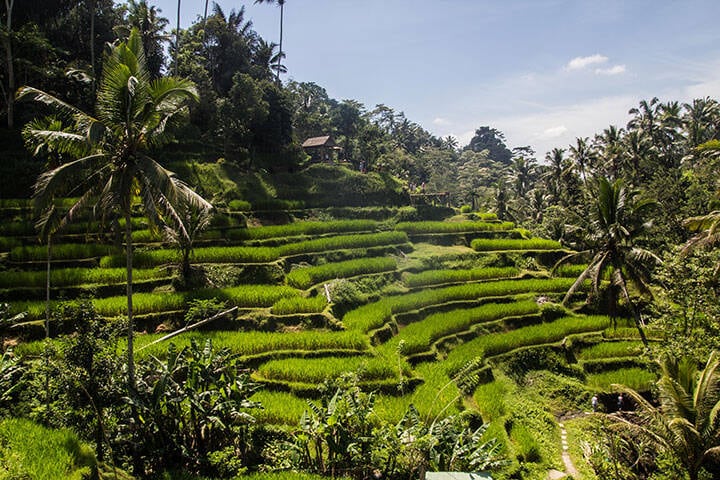 Tegallalang ricefields, one of the most beautiful rice fields in Bali island.