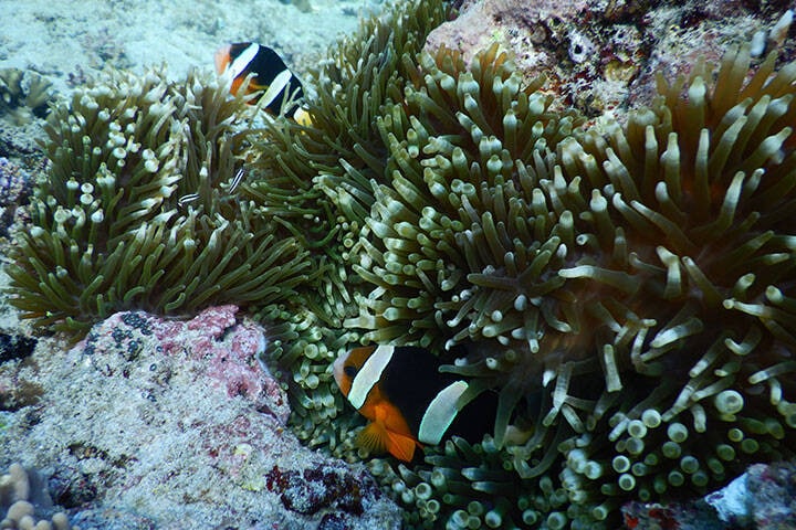 Corals and fish at Blue Lagoon Padang Bai Bali, Indonesia